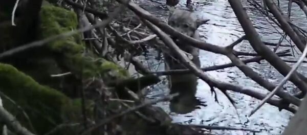 Le sauvetage d’un loup - Sputnik Afrique