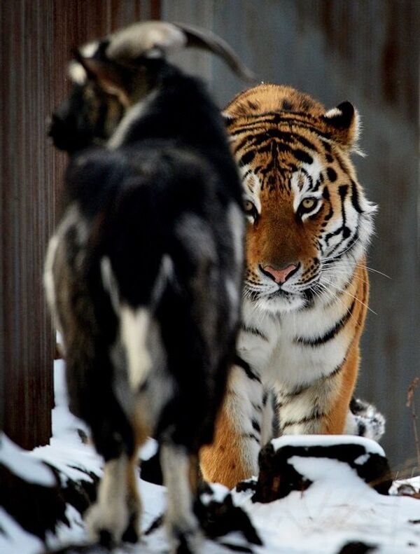 Copains… comme tigre et bouc! - Sputnik Afrique