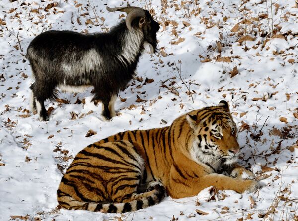 Copains… comme tigre et bouc! - Sputnik Afrique