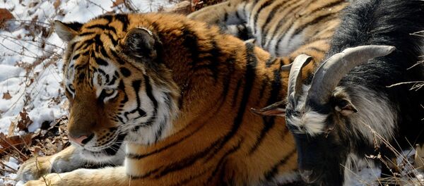 Copains… comme tigre et bouc! - Sputnik Afrique