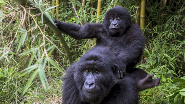 Un gorille de montagne avec son bébé - Sputnik Afrique
