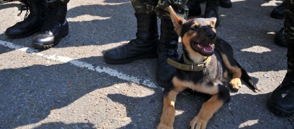 Un chien, détecteur d’explosifs de haut niveau - Sputnik Afrique