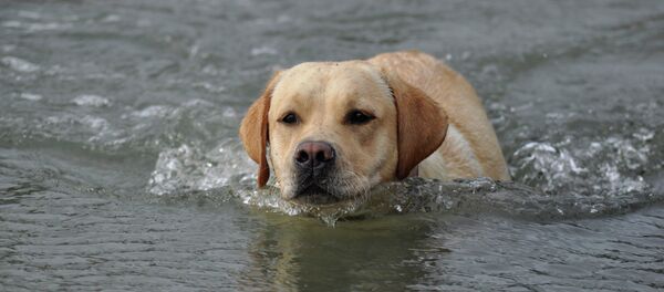 Un pêcheur survit 48 heures dans le froid grâce à son chien Un pêcheur survit 48 heures dans le froid grâce à son chien - Sputnik Afrique