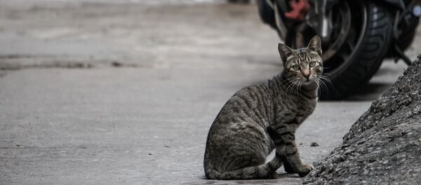 City Cat - Sputnik Afrique