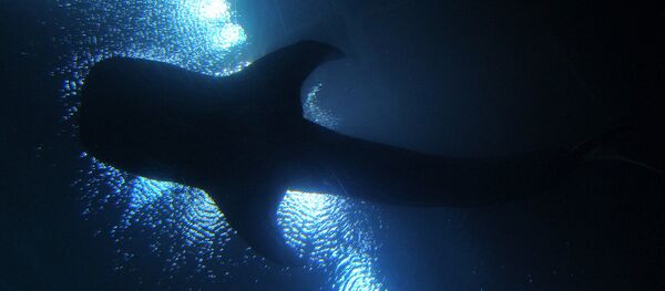 baleine - Sputnik Afrique