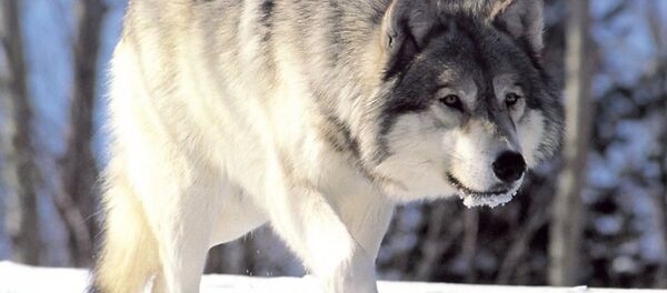 Un loup - Sputnik Afrique