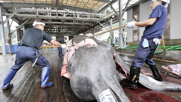 Tuer les baleines au nom de la « science » ? Le Japon s’y connait. - Sputnik Afrique