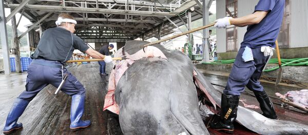 Tuer les baleines au nom de la « science » ? Le Japon s’y connait. - Sputnik Afrique