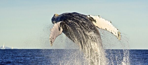 baleine - Sputnik Afrique