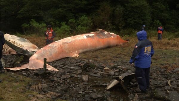Chili: suicide collectif chez les baleines - Sputnik Afrique