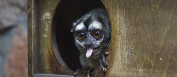 Un macaque - Sputnik Afrique