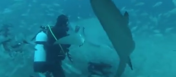 Un requin presque domestique - Sputnik Afrique