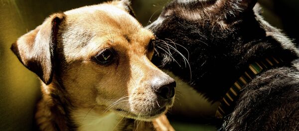 Amitié entre animaux - Sputnik Afrique