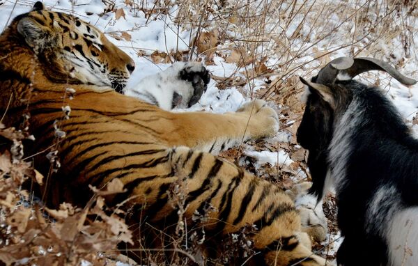 L’amitié surprenante d’un tigre et d’un bouc - Sputnik Afrique
