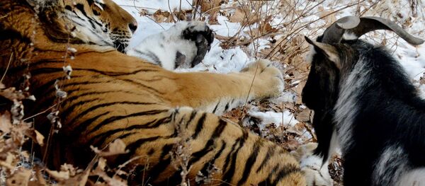 L’amitié surprenante d’un tigre et d’un bouc - Sputnik Afrique