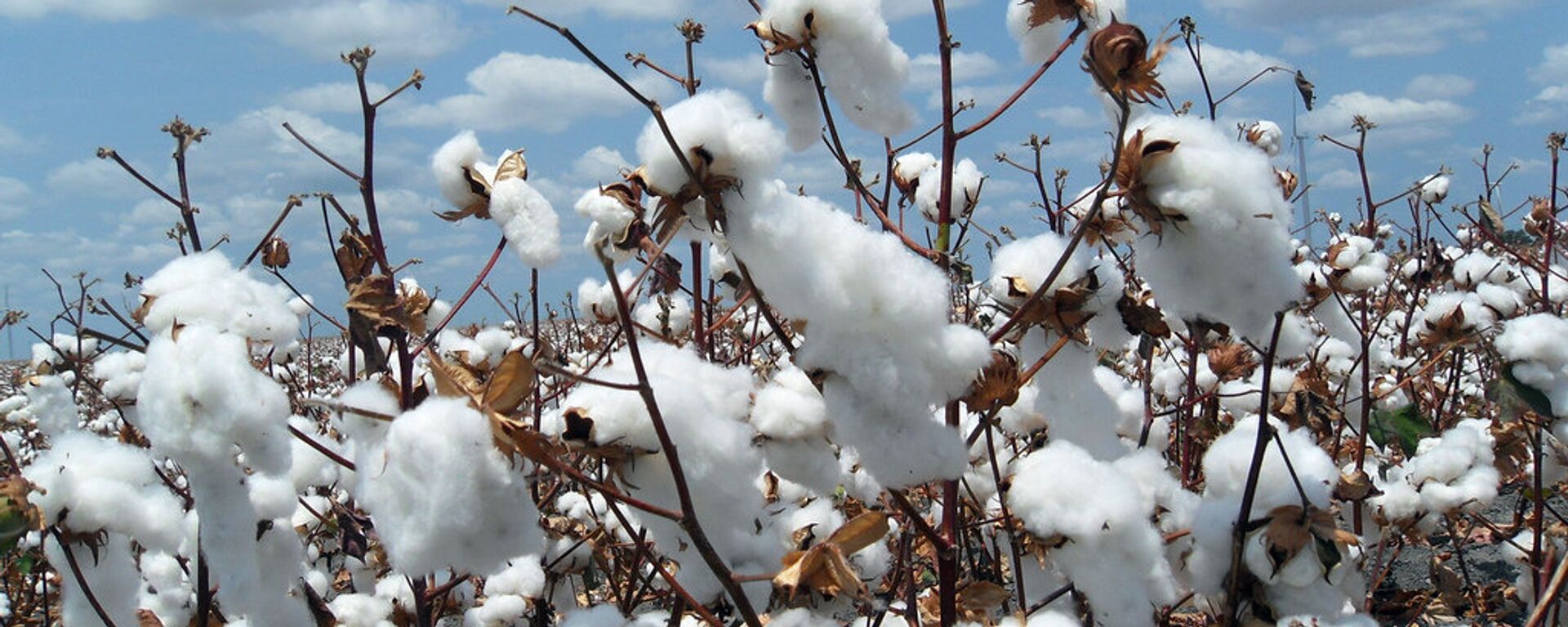 Cotton Ready for Harvest - Sputnik Africa, 1920, 08.10.2024