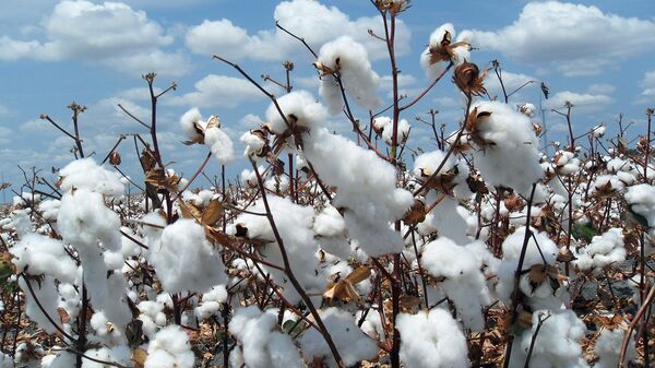 Cotton Ready for Harvest - Sputnik Africa