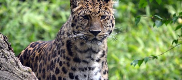 Un léopard Un léopard - Sputnik Afrique