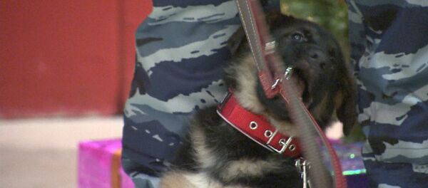 Russie: le chien Dobrynya est remis à l’ambassadeur français - Sputnik Afrique