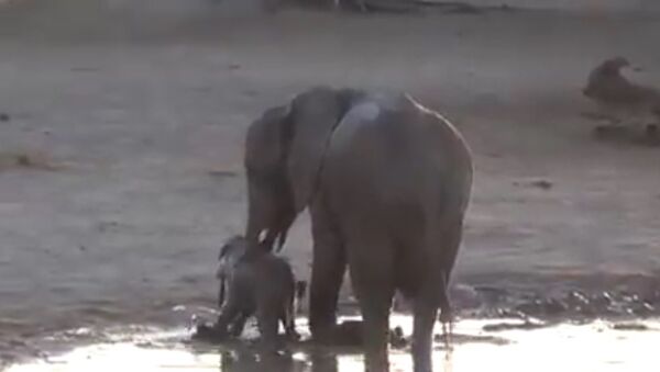 Un bébé éléphant prend un bain - Sputnik Afrique