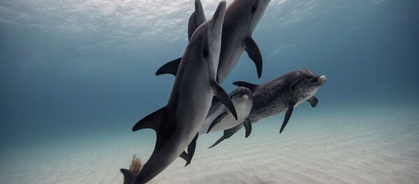 Dauphins - Sputnik Afrique
