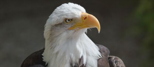 Un aigle américain - Sputnik Afrique
