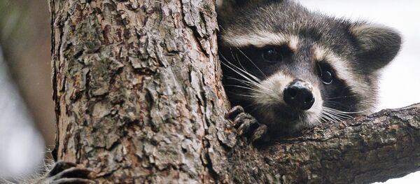 Московскому зоопарку - 150 лет Московскому зоопарку - 150 лет - Sputnik Afrique