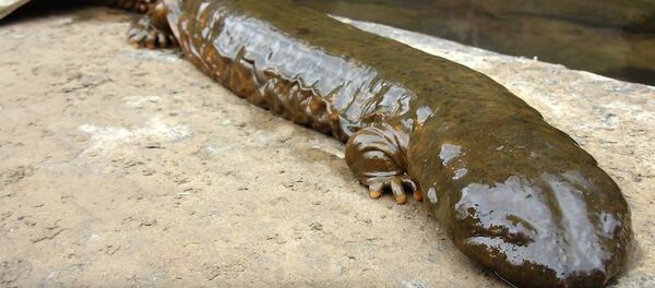 Une salamandre - Sputnik Afrique