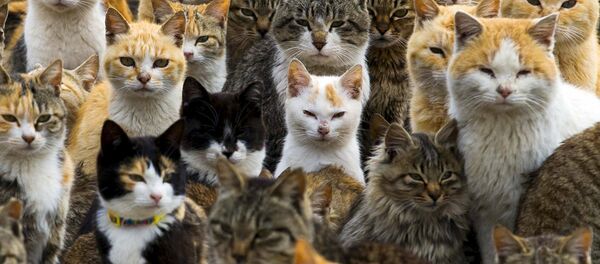 Chats - Sputnik Afrique