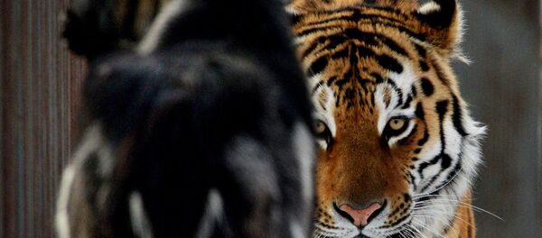 le tigre Amour et le bouc Timour - Sputnik Afrique