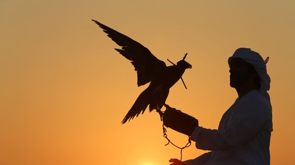 Emirati bird keeper Mohammed Rakan Bin Harwon Al-Qubassy looks on as his falcon flaps his wings in the Liwa Oasis, southwest of Abu Dhabi, on December 1, 2015. - Sputnik Afrique