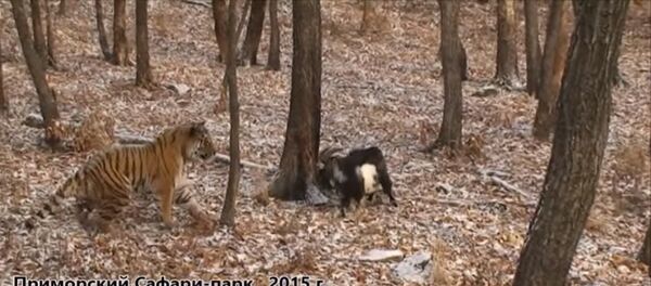 Amour et Timour jouent au jeu du loup Amour et Timour jouent au jeu du loup - Sputnik Afrique