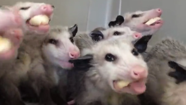 Opossums-gourmands - Sputnik Afrique