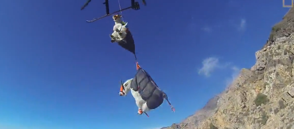 Les chèvres voyagent en hélicoptère - Sputnik Afrique