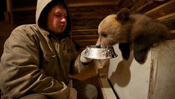Les biologistes nourrit un ours à la station biologique forêt propre dans le village Bubonitsy - Sputnik Afrique