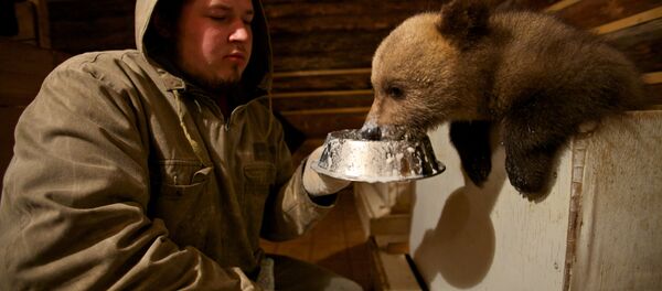 Les biologistes nourrit un ours à la station biologique forêt propre dans le village Bubonitsy Les biologistes nourrit un ours à la station biologique forêt propre dans le village Bubonitsy - Sputnik Afrique