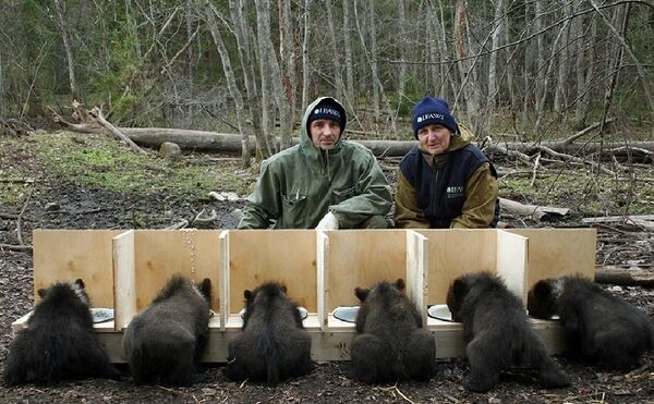 oursons à la station biologique forêt propre dans le village Bubonitsy - Sputnik Afrique