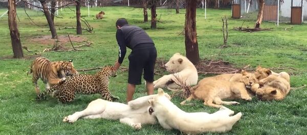 Un tigre protège un homme d’un léopard - Sputnik Afrique