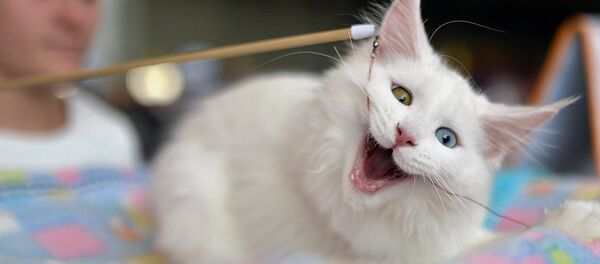 Le chat - Sputnik Afrique