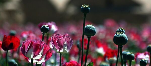 Les talibans s'emparent du paradis de la drogue en Afghanistan - Sputnik Afrique