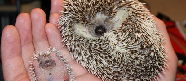 Hérissons - Sputnik Afrique