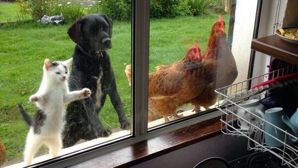 un chat, un chien et deux poules regardent par la fenêtre - Sputnik Afrique