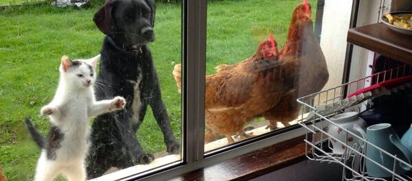 un chat, un chien et deux poules regardent par la fenêtre un chat, un chien et deux poules regardent par la fenêtre - Sputnik Afrique