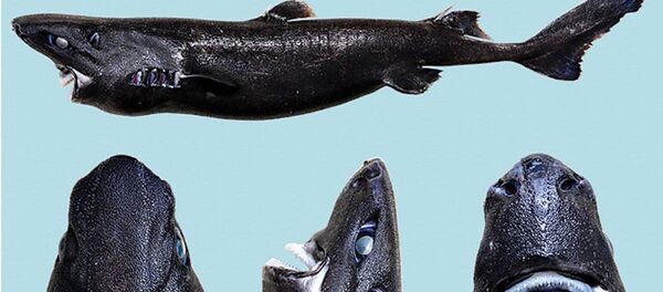 Etmopterus benchleyi - Sputnik Afrique