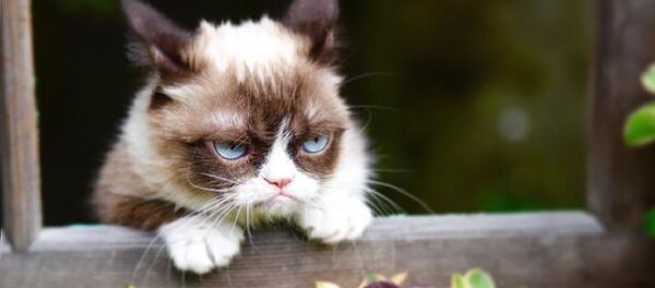 Le Chat Grincheux - Sputnik Afrique