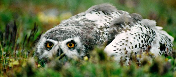 Harfang - Sputnik Afrique