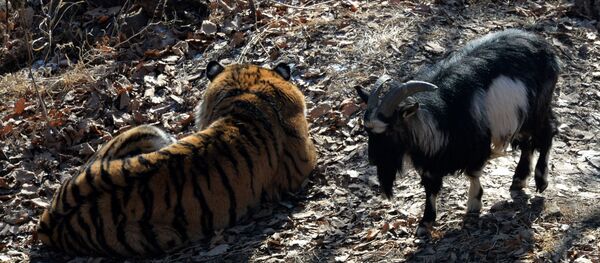 В Приморье запустили реалити-шоу с тигром Амуром и козлом Тимуром - Sputnik Afrique