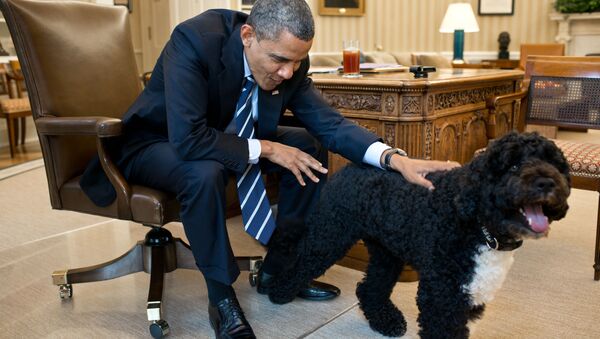 Un psychopathe voulait kidnapper le chien d’Obama - Sputnik Afrique