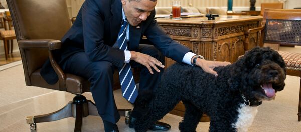 Un psychopathe voulait kidnapper le chien d’Obama - Sputnik Afrique