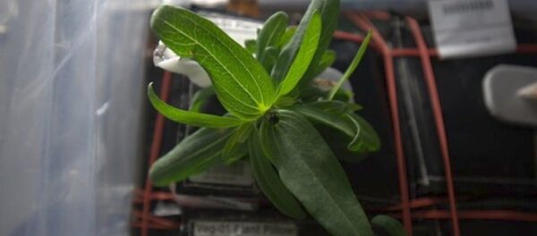 Space flowers - Sputnik Afrique